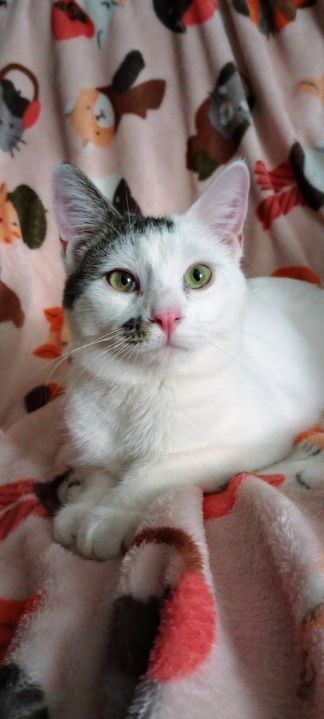 Altostratus, a Adoptable Domestic Short Hair image 6/6