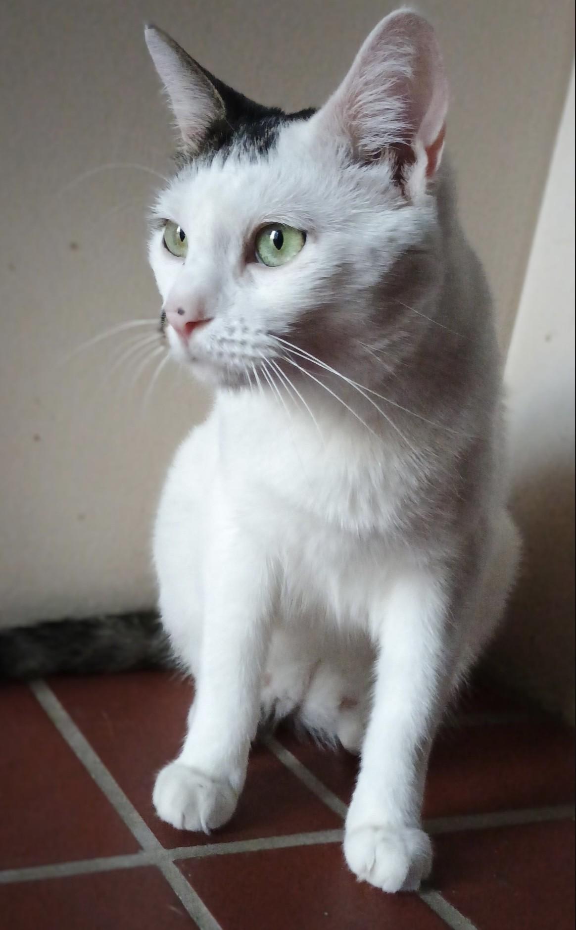 Altostratus, a Adoptable Domestic Short Hair image 3/6