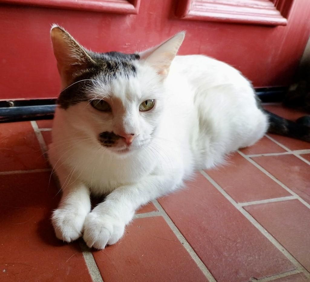 Altostratus, a Adoptable Domestic Short Hair image 5/6