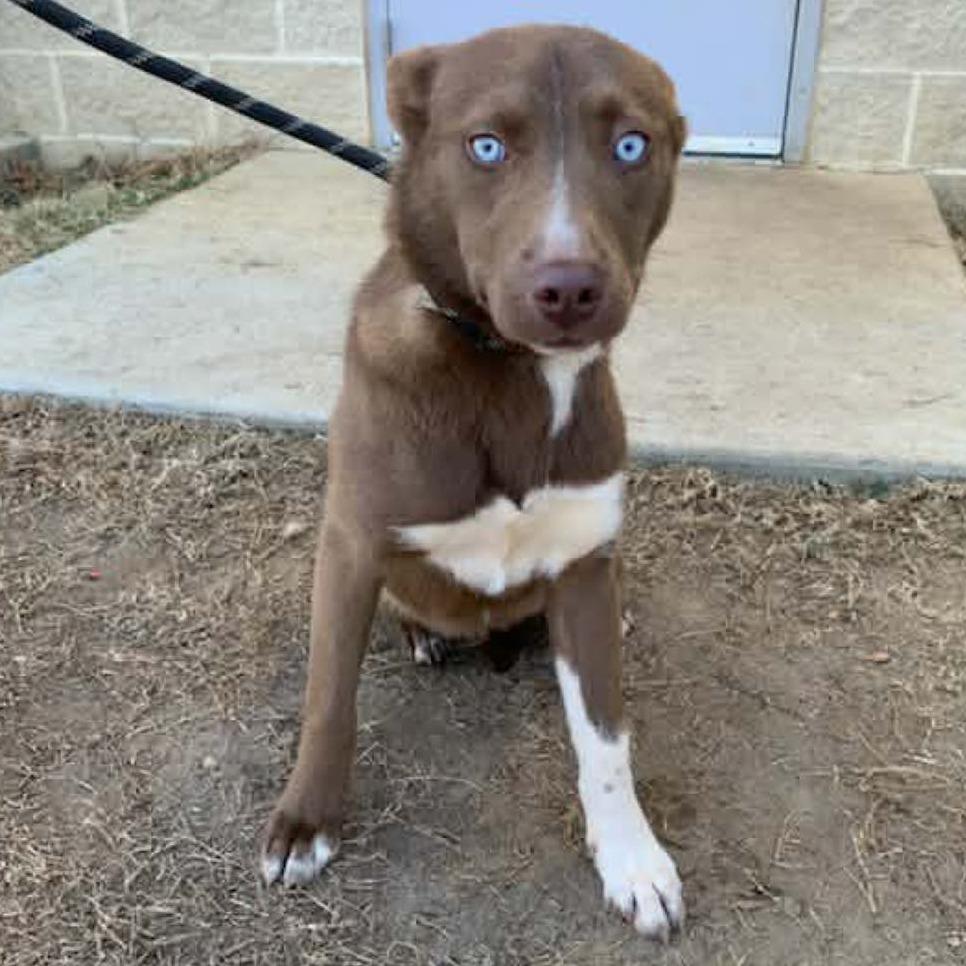 TALIA  Available NOW - ADOPTION or RESCUE!, Adoptable, Puppy Female Mixed Breed.