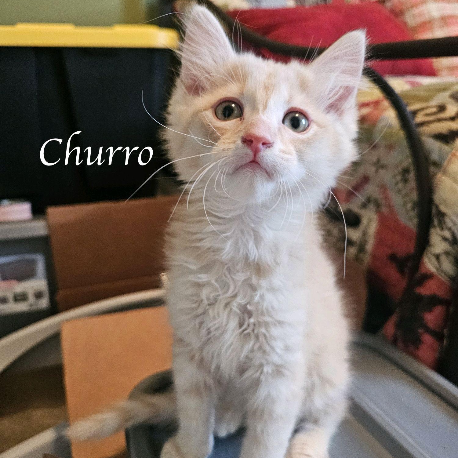 Churro, adopted, Kitten Male Domestic Medium Hair & Tabby.