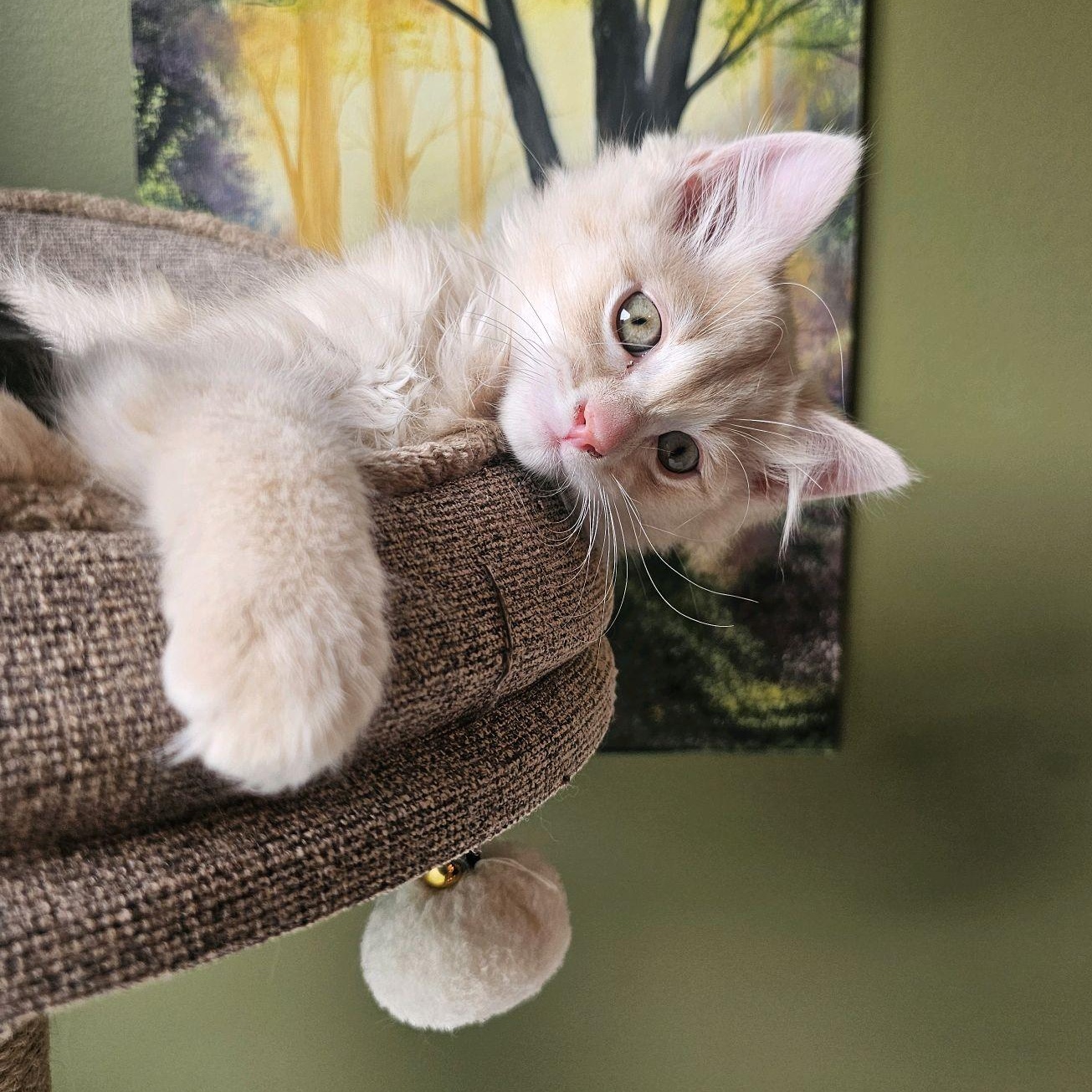 Enlarge Churro, an adopted mixed breed in Murfreesboro, TN image 2/3