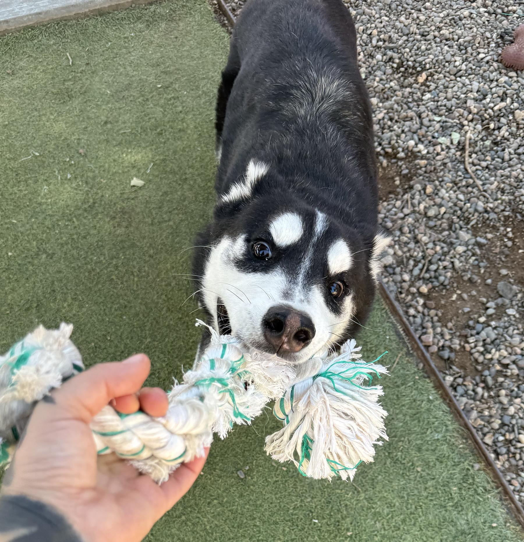 Enlarge Shazam, a ADOPTABLE Siberian Husky in Scottsdale, AZ image 2/4