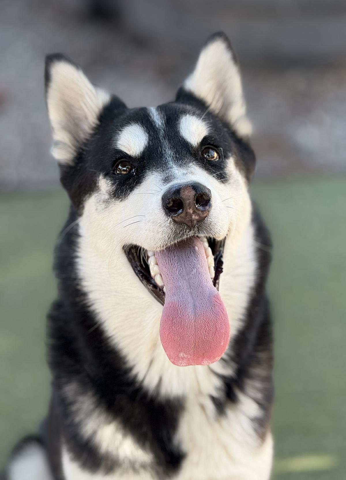 Enlarge Shazam, a ADOPTABLE Siberian Husky in Scottsdale, AZ image 3/4