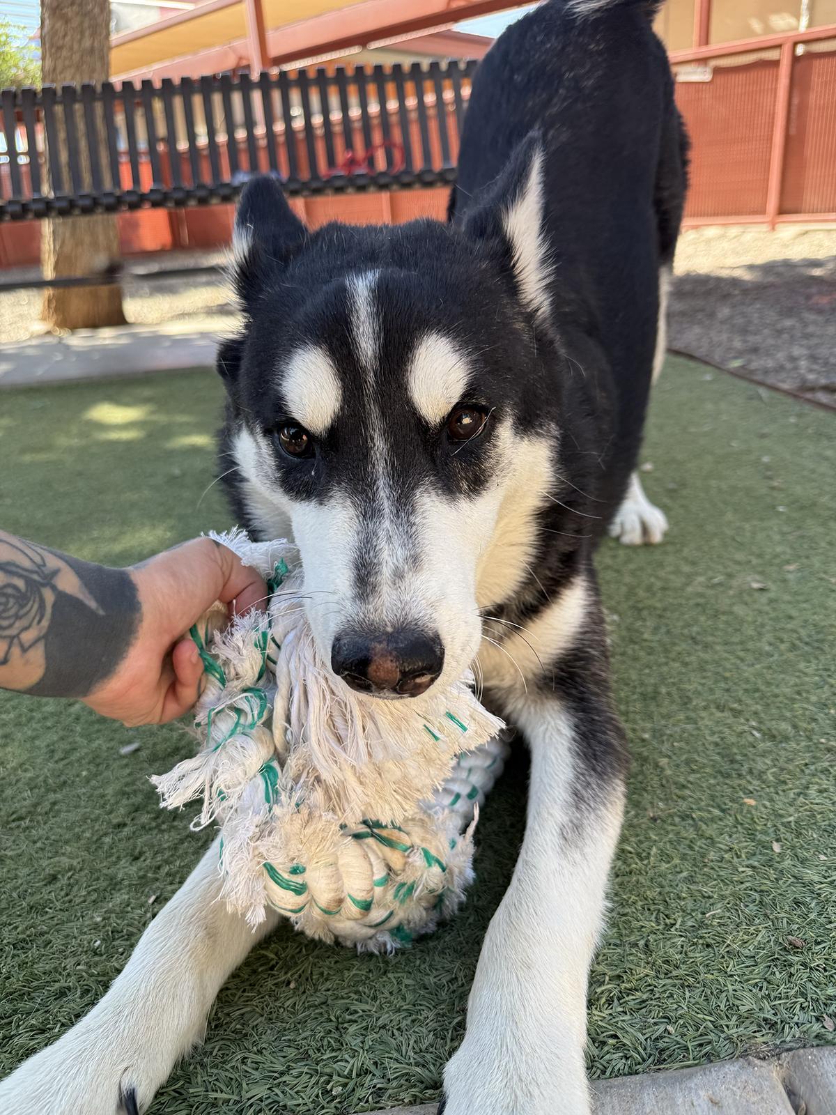 Enlarge Shazam, a ADOPTABLE Siberian Husky in Scottsdale, AZ image 4/4