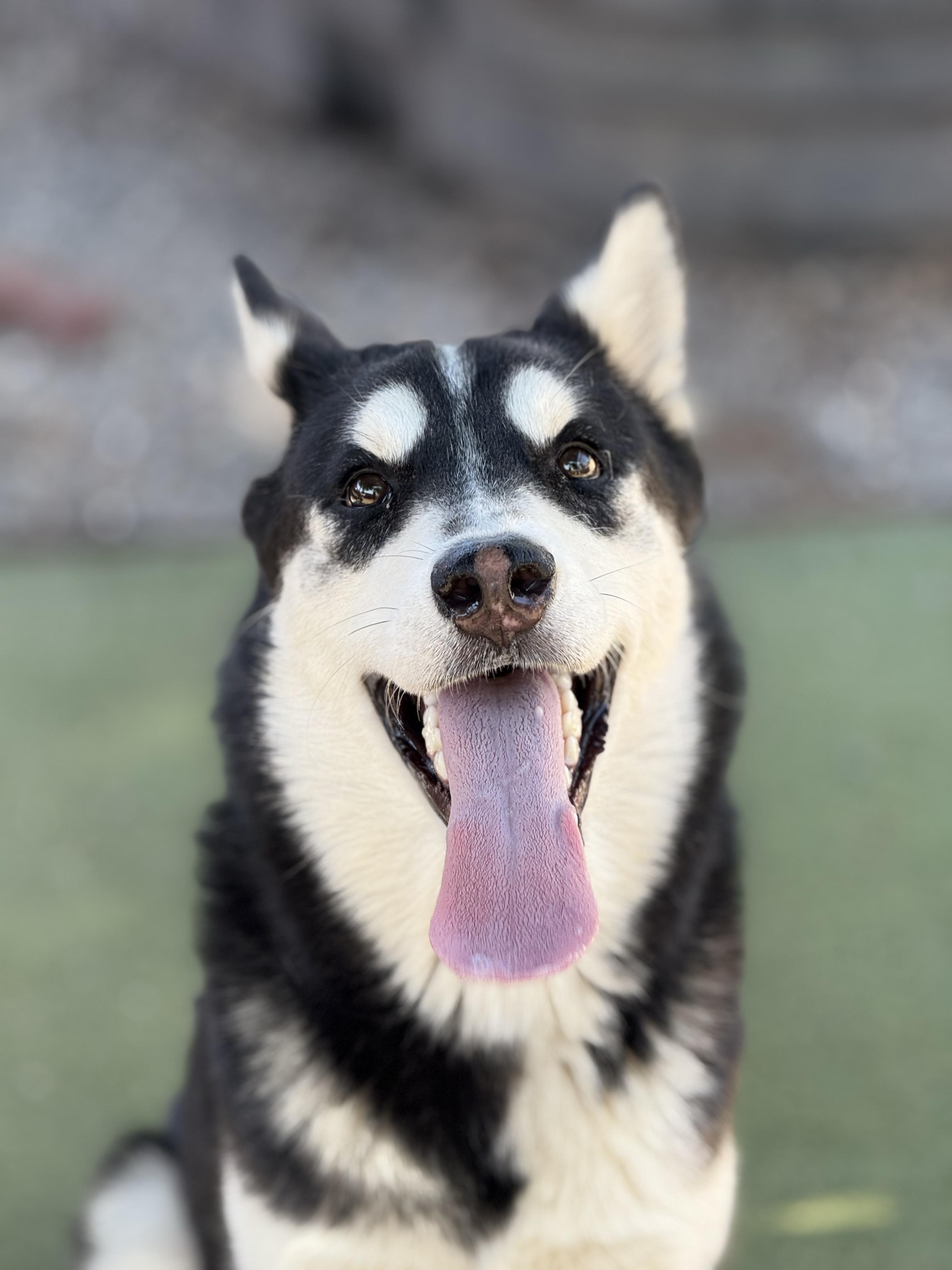 Shazam, ADOPTABLE, Young Male Siberian Husky.