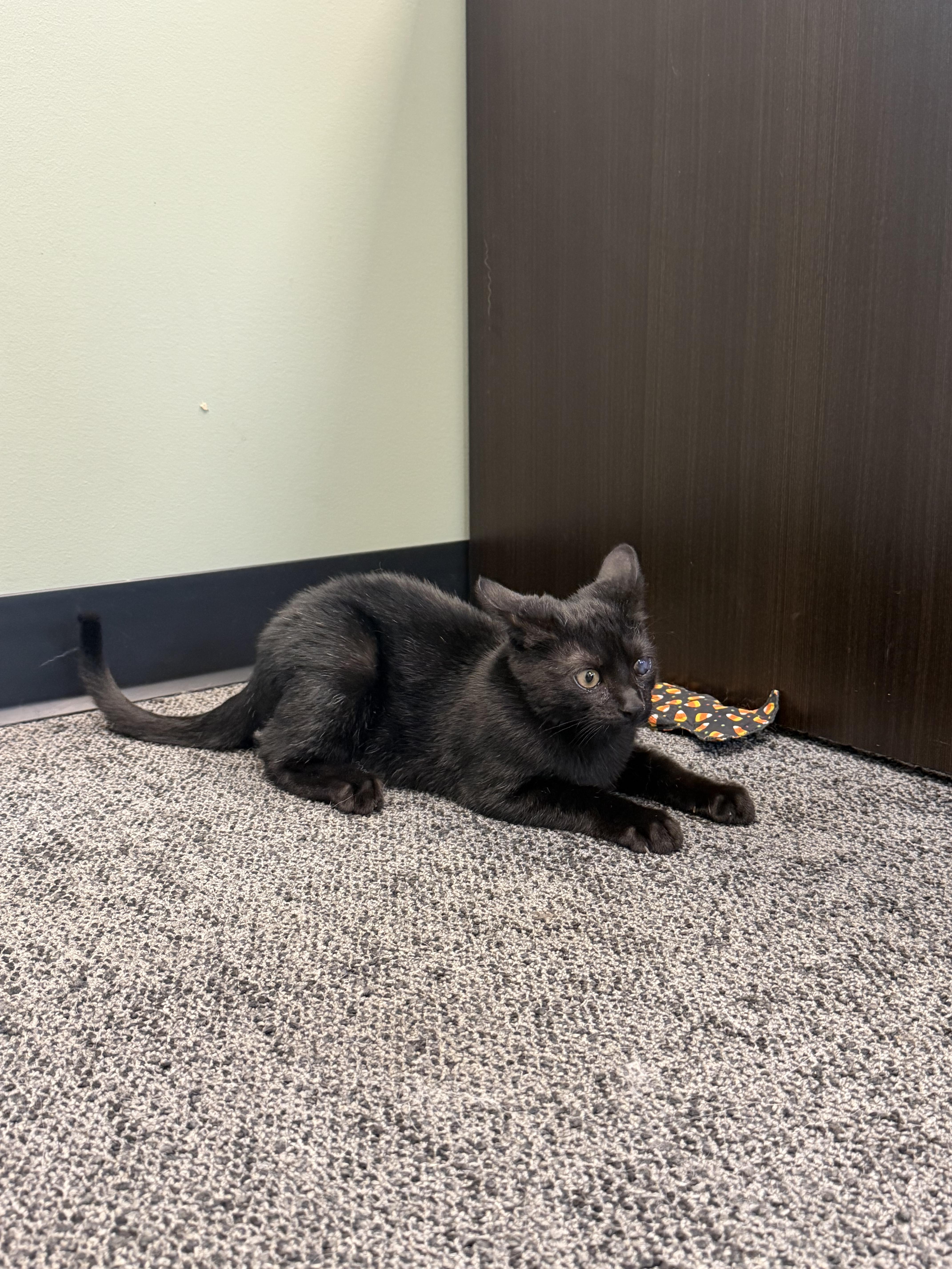 Enlarge Mocha, a Adopted Domestic Short Hair in Chesterton, IN image 2/2