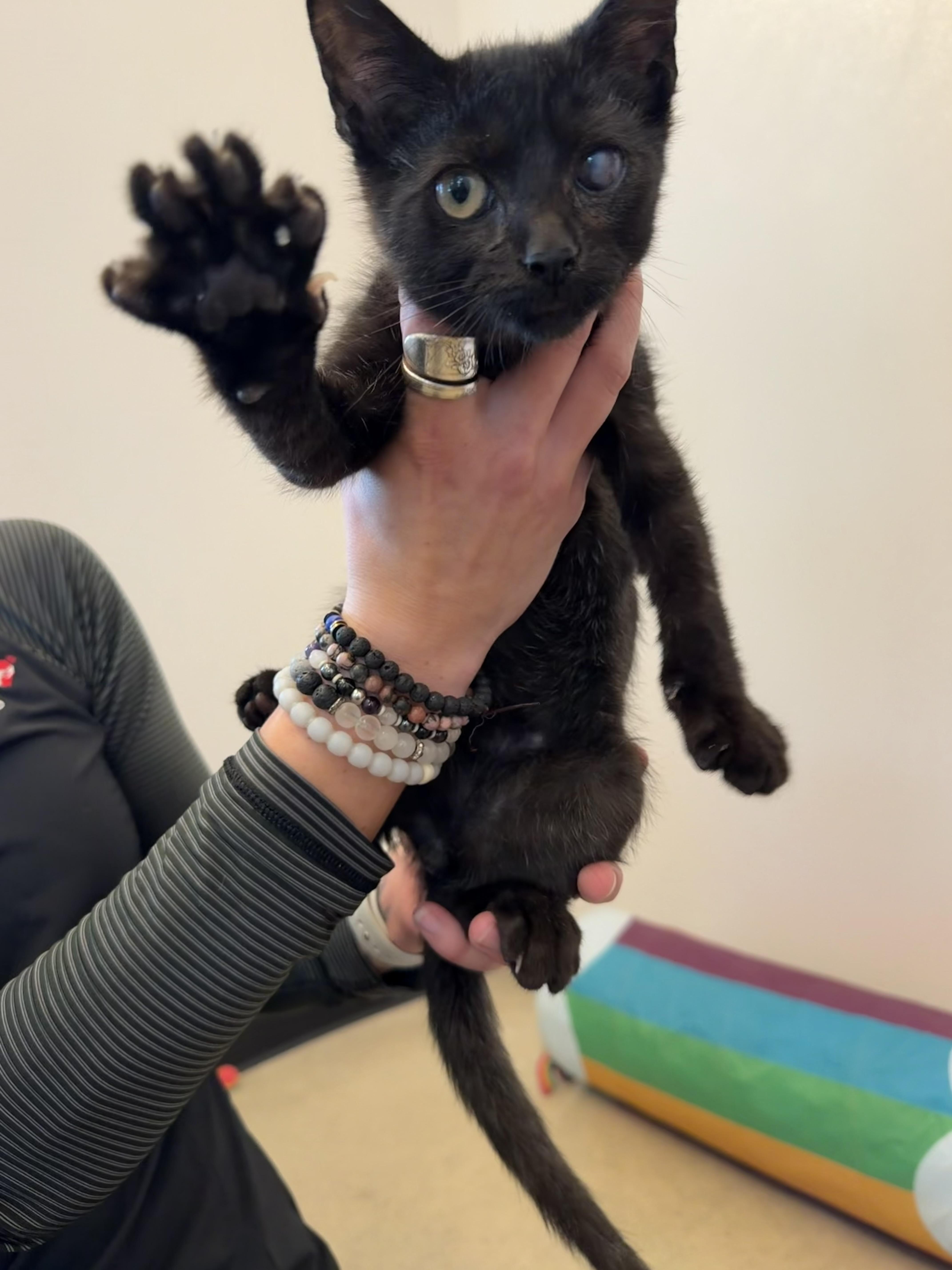 Enlarge Mocha, a Adopted Domestic Short Hair in Chesterton, IN image 1/2