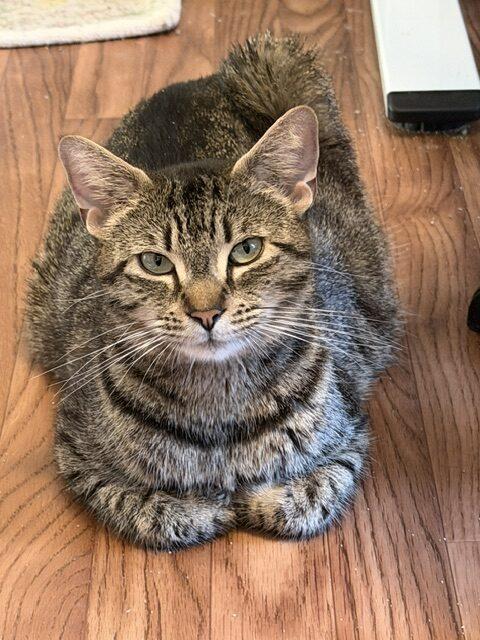 Allie, a ADOPTABLE Domestic Medium Hair in Honeoye, NY image 2/3
