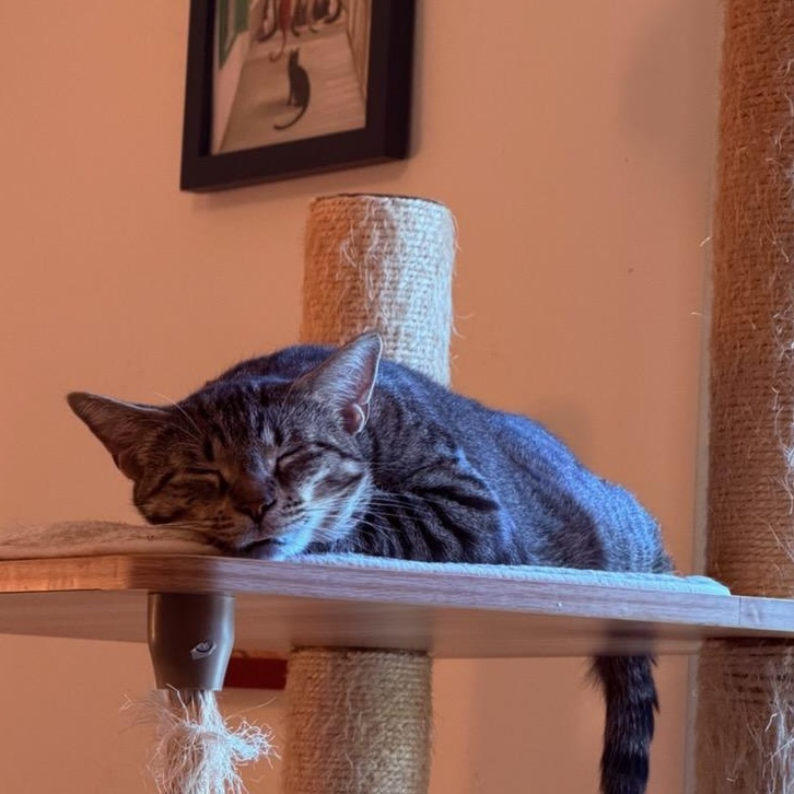 Allie, ADOPTABLE, Adult Female Domestic Medium Hair.