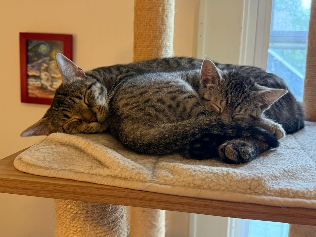 Allie, a ADOPTABLE Domestic Medium Hair in Honeoye, NY image 3/3