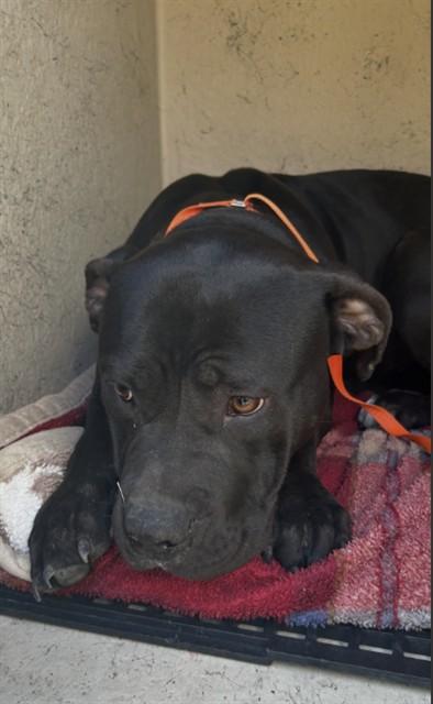 Enlarge LADY, a Adoptable Pit Bull Terrier in Killeen, TX image 1/1