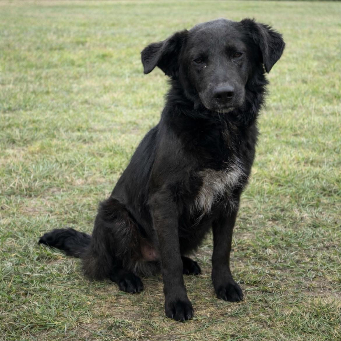 Spade — thumbnail 2