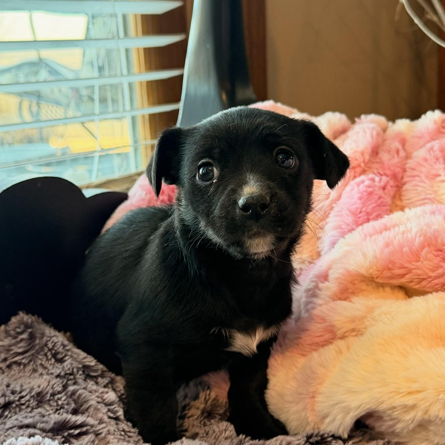 Brooklyn, ADOPTABLE, Puppy Female Rat Terrier.