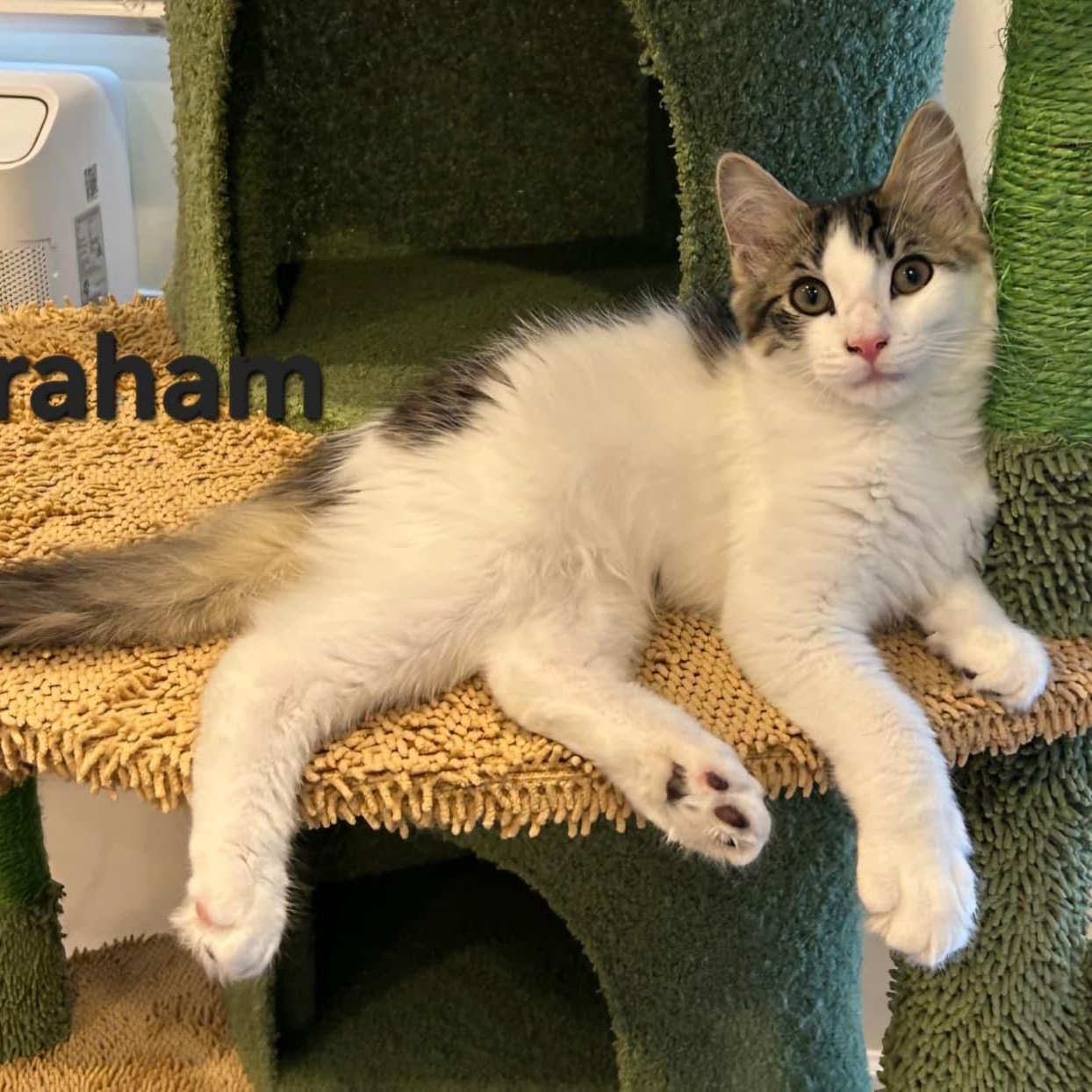 Enlarge Graham, a Adopted Domestic Long Hair in Sewell, NJ image 2/2