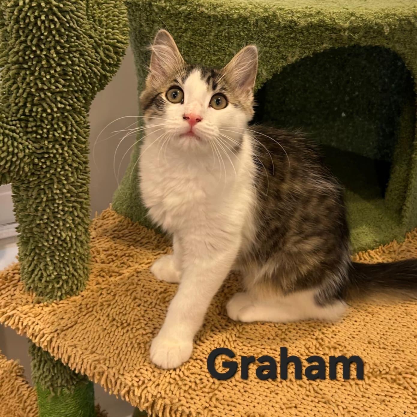 Enlarge Graham, a Adopted Domestic Long Hair in Sewell, NJ image 1/2