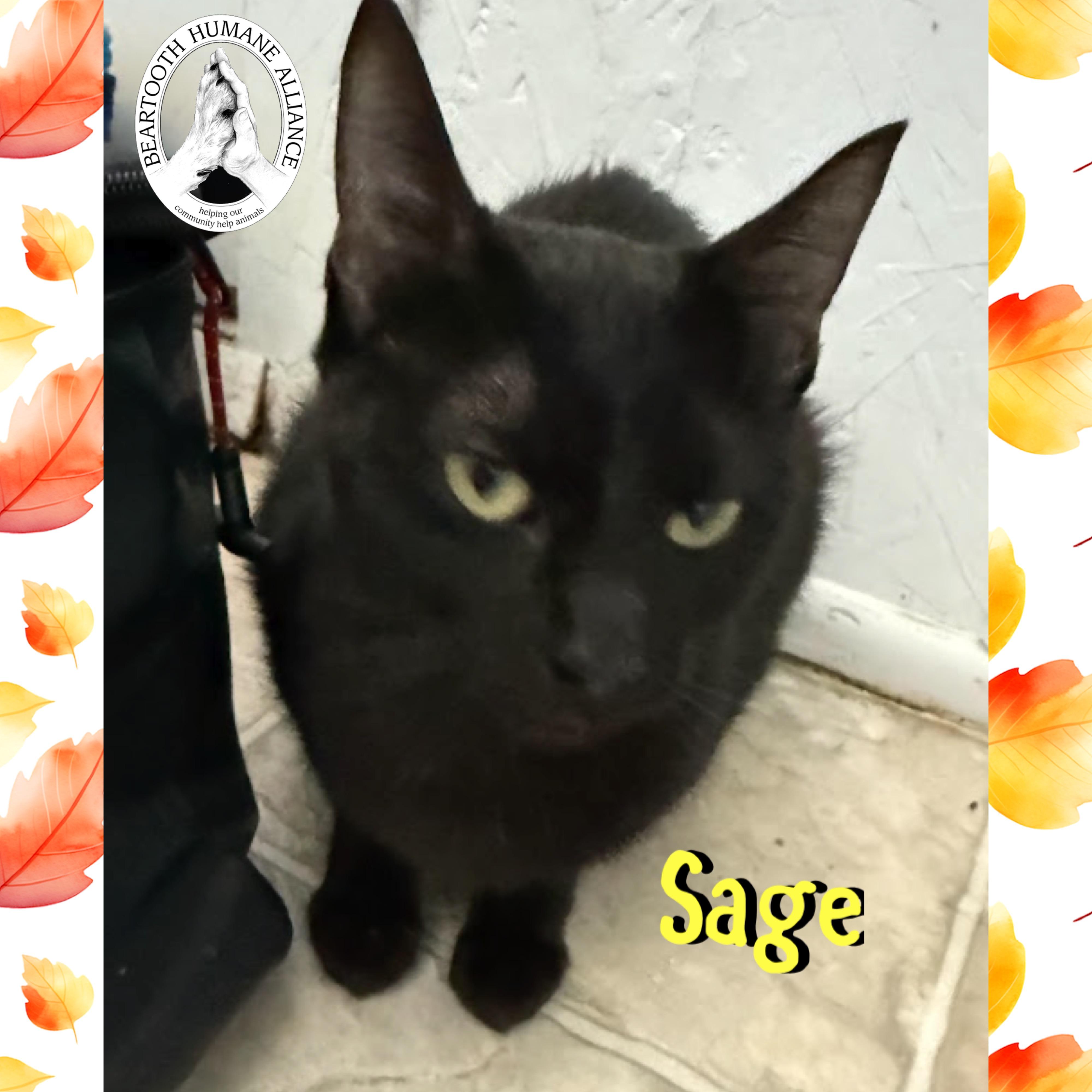 Enlarge Sage, a Adoptable mixed breed in Red Lodge, MT image 1/1