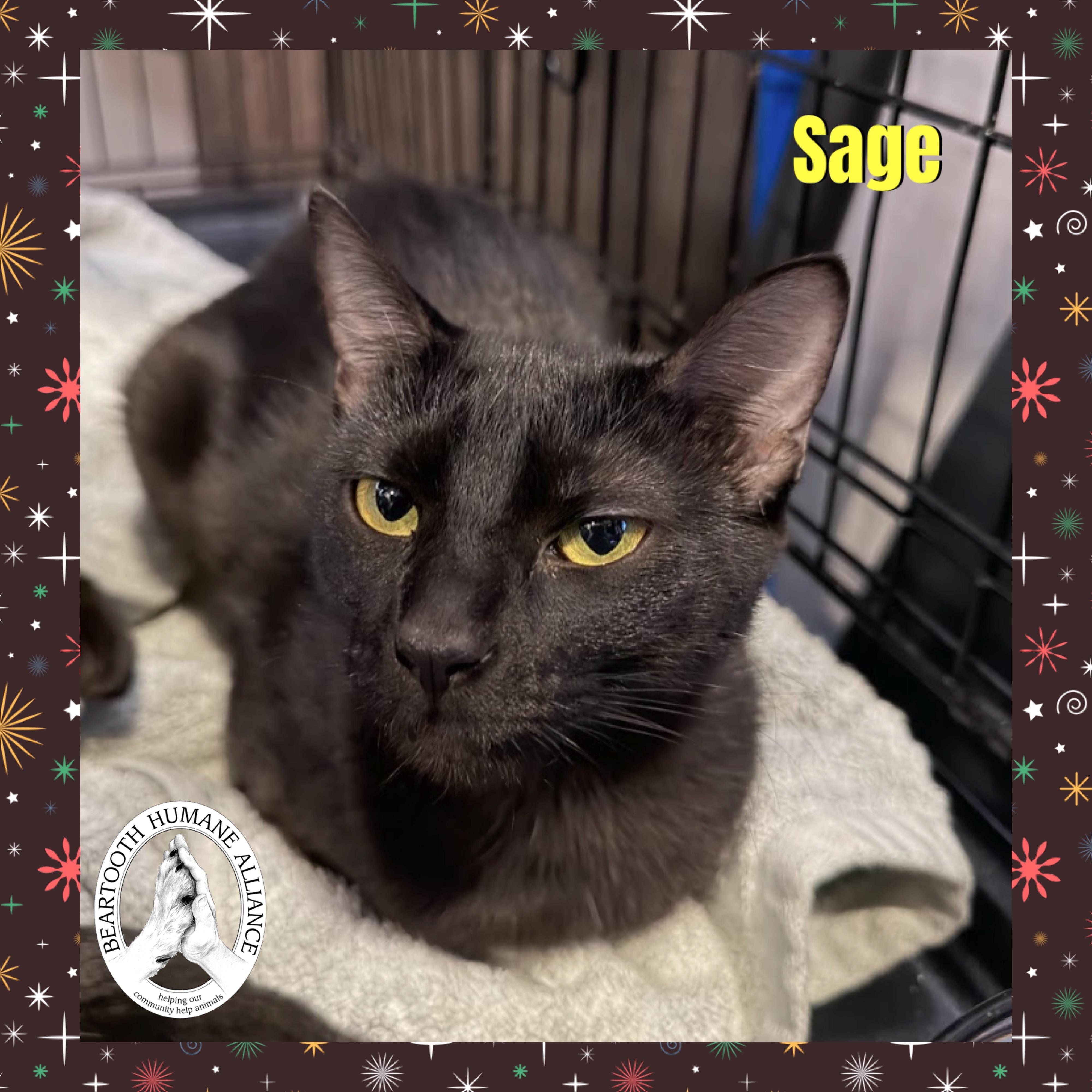 Sage, Adoptable, Young Female Domestic Short Hair.