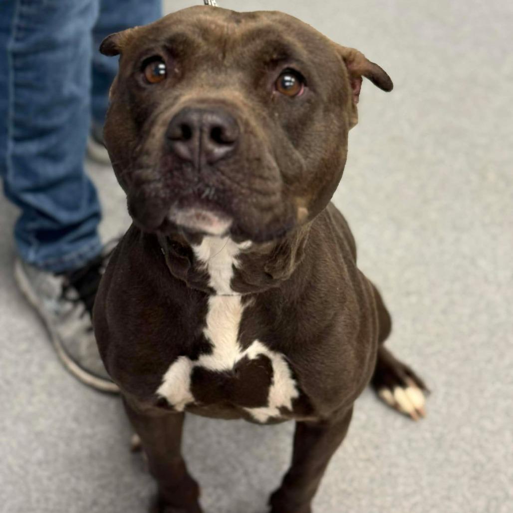Enlarge Molly, a Adoptable Pit Bull Terrier in Martinsville, VA image 1/2
