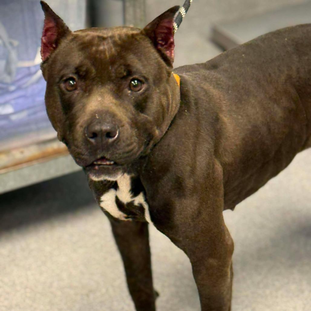 Enlarge Molly, a Adoptable Pit Bull Terrier in Martinsville, VA image 2/2