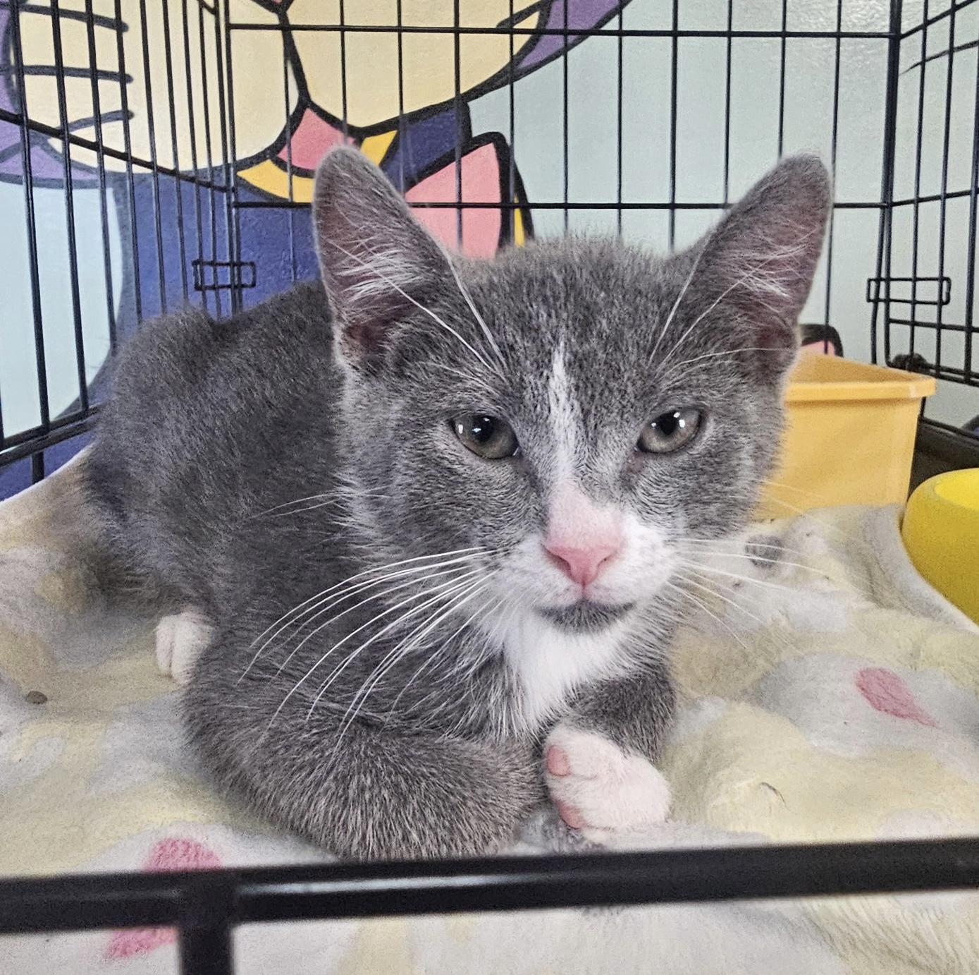 Enlarge Louie, an adopted Domestic Short Hair in Breinigsville, PA image 1/3