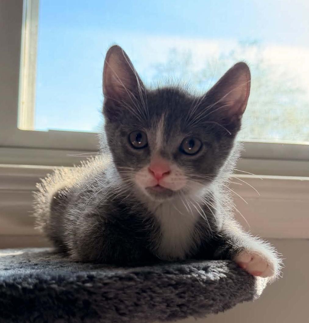 Enlarge Louie, an adopted Domestic Short Hair in Breinigsville, PA image 2/3