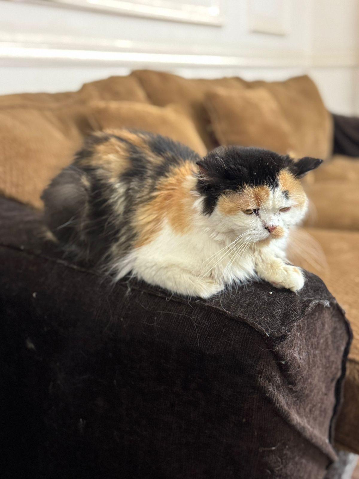Sadie Y., a ADOPTABLE mixed breed in Brampton, ON image 2/3