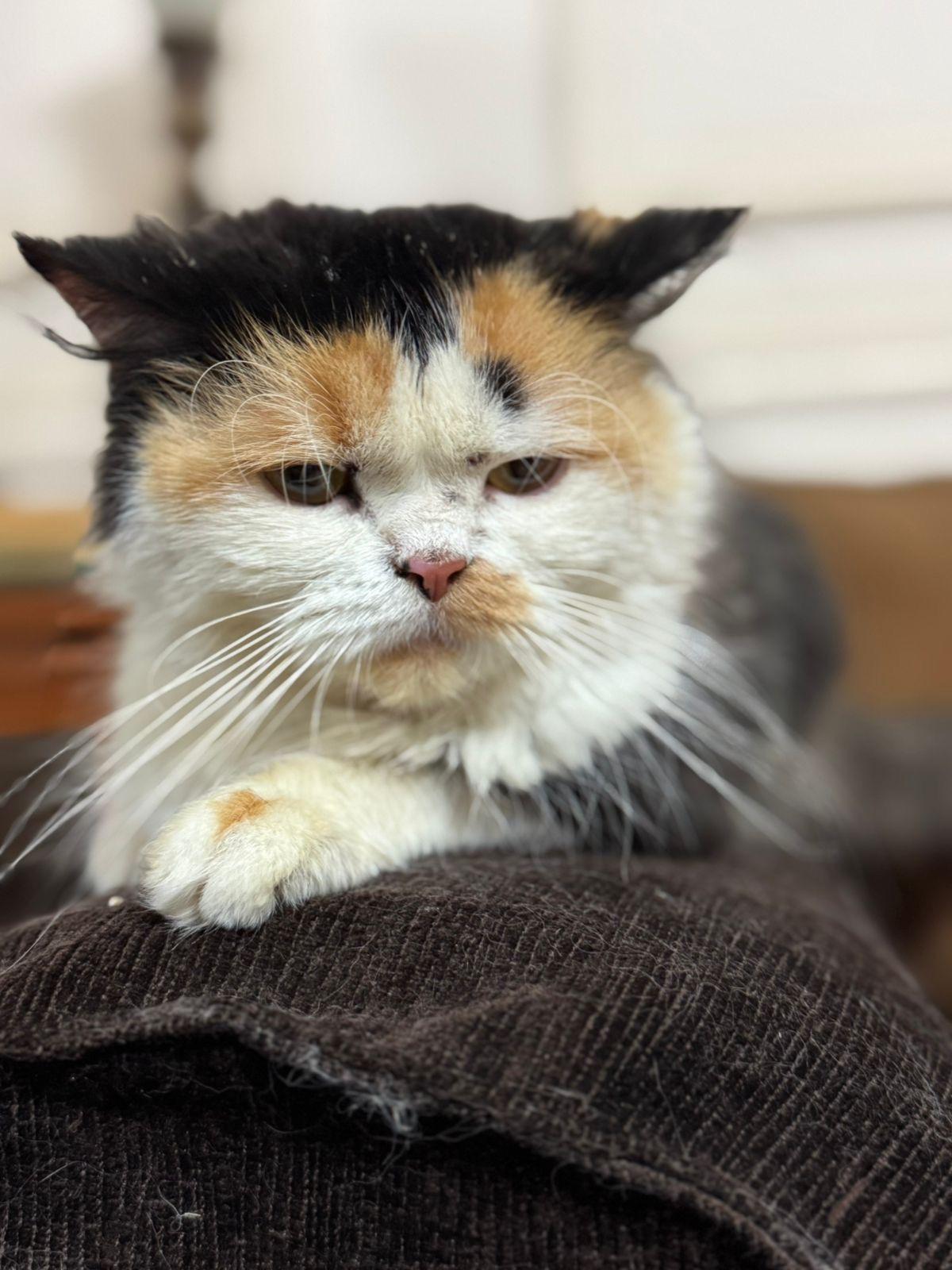 Sadie Y., a ADOPTABLE mixed breed in Brampton, ON image 3/3