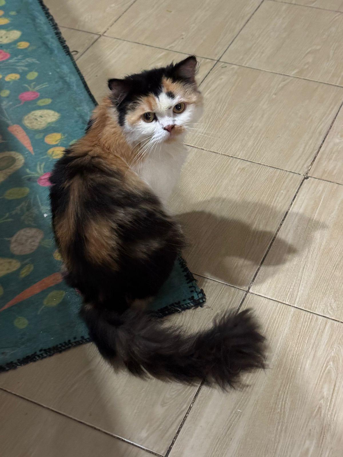 Sadie Y., a ADOPTABLE mixed breed in Brampton, ON image 1/3