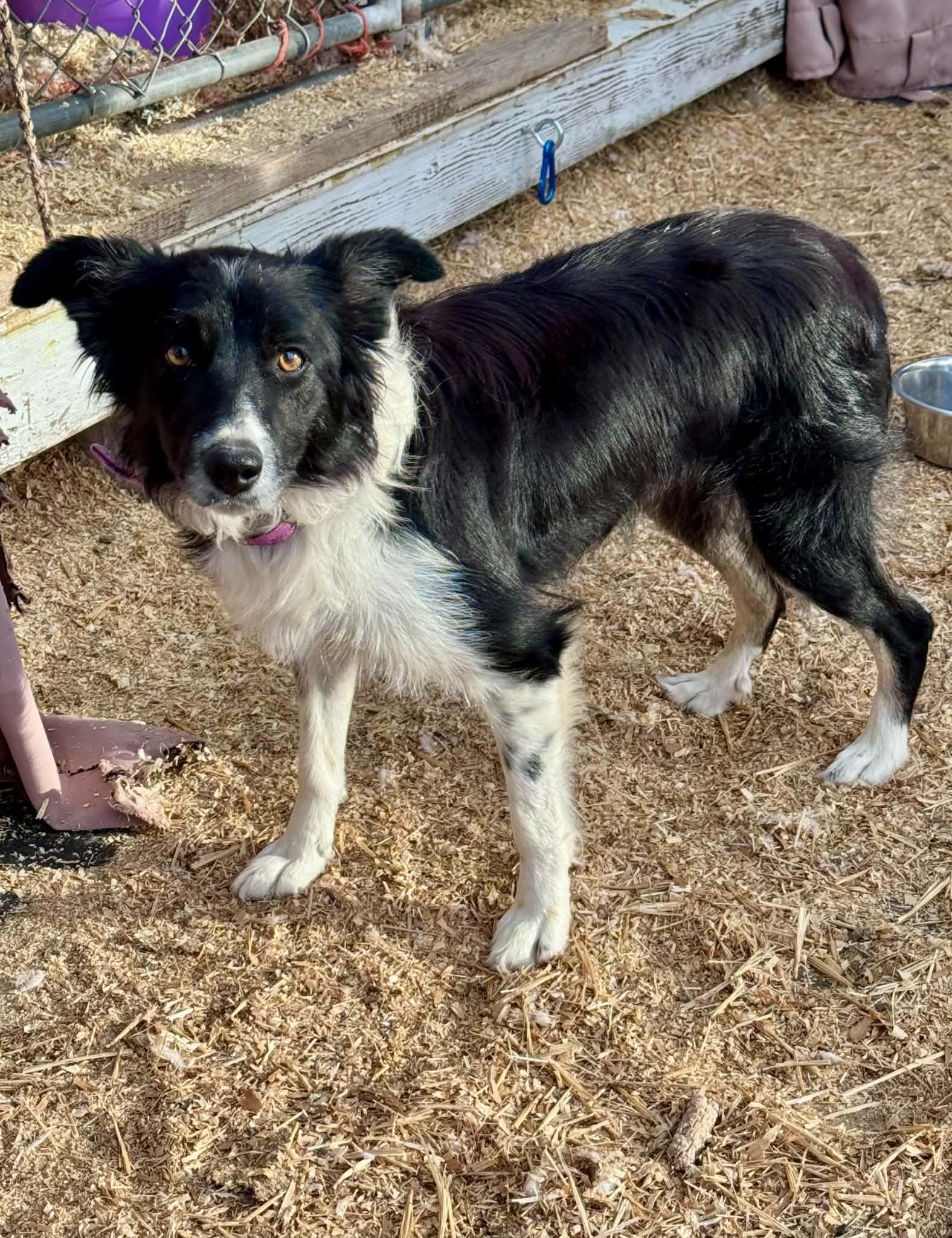 Beth, adopted, Young Female Border Collie.