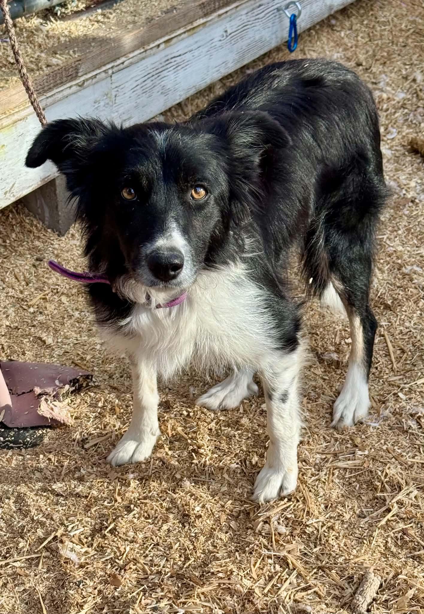 Beth, an adopted Border Collie in Bend, OR image 2/2