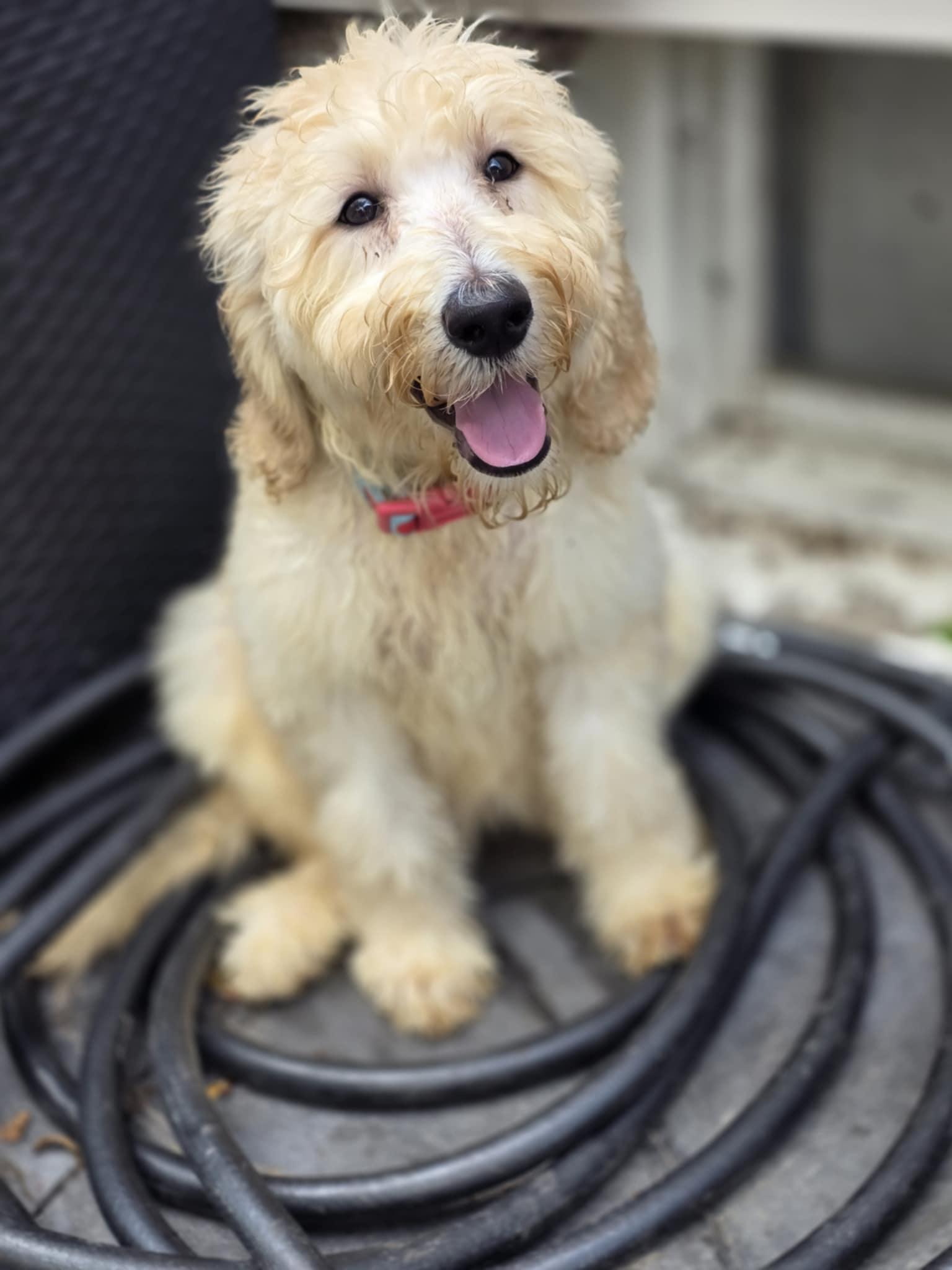 Willow photo 4