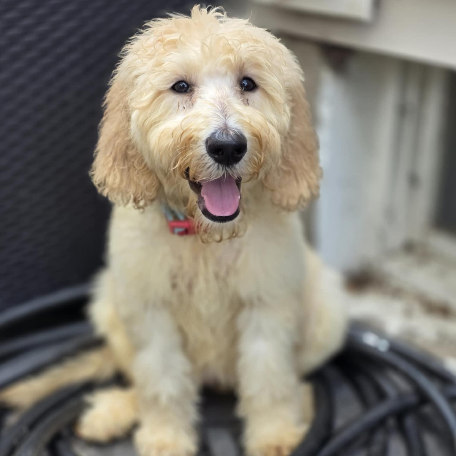 Willow