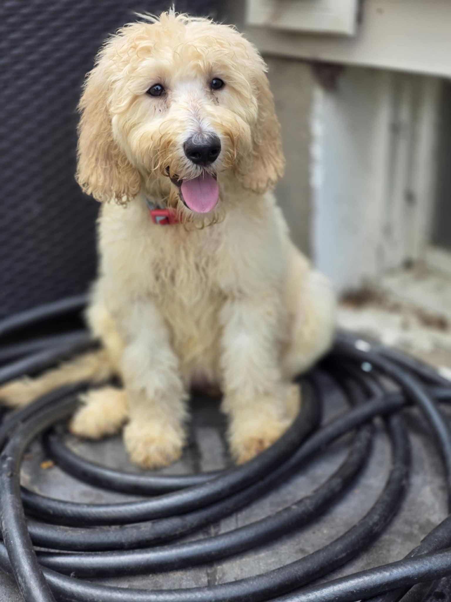 Willow photo 2