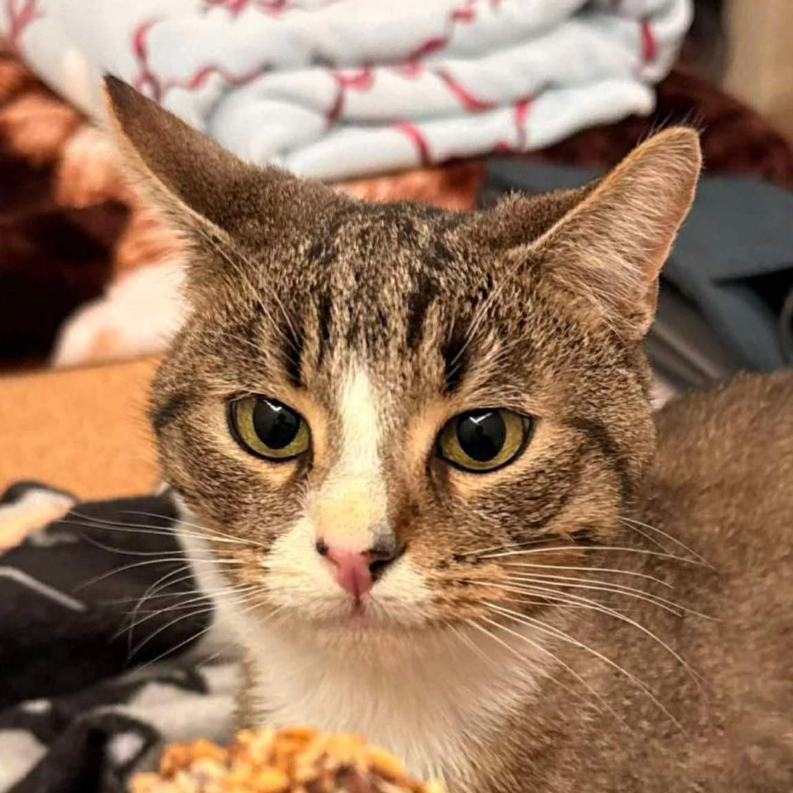 Kitty, a Adoptable Domestic Short Hair in Orange, CA image 4/4