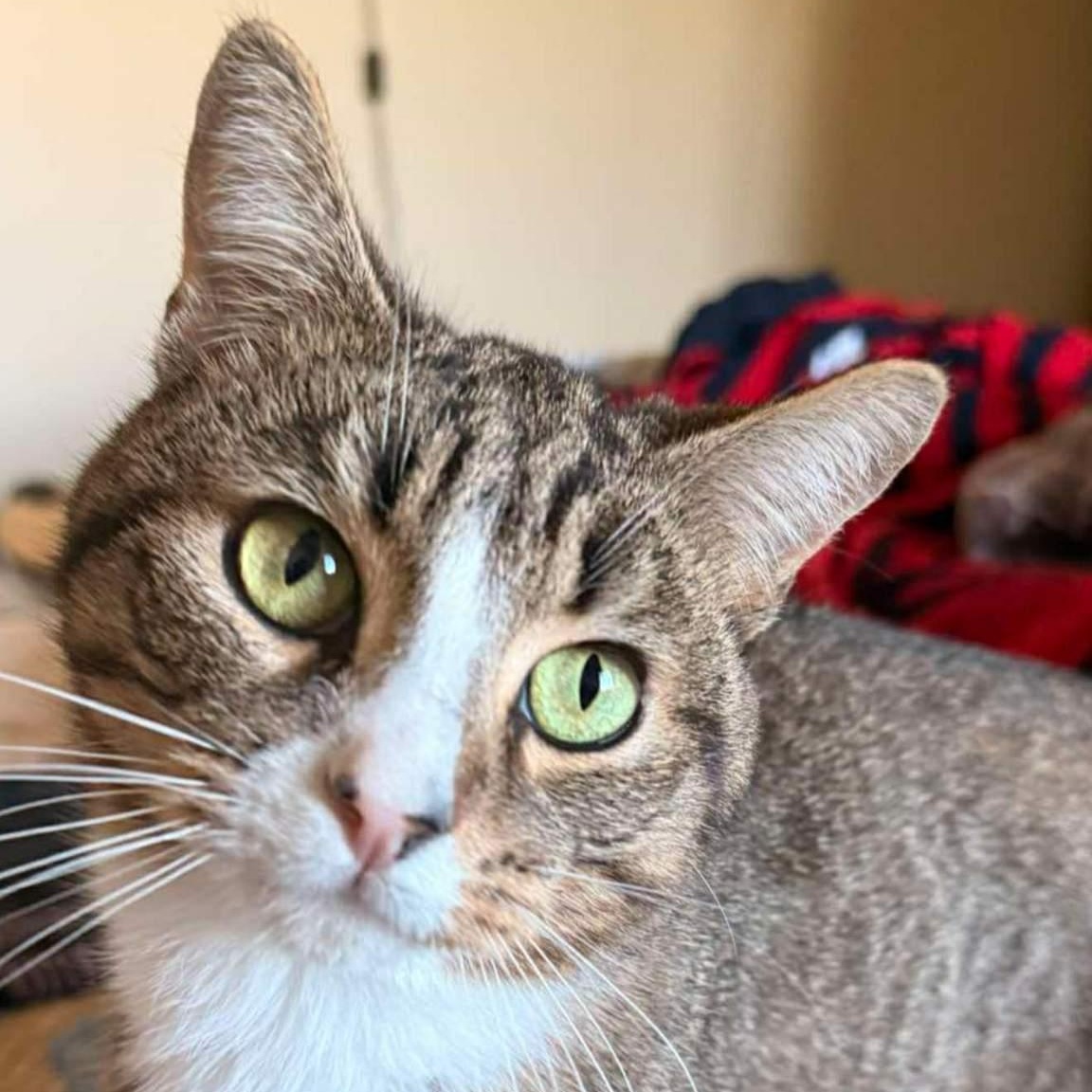 Kitty, a Adoptable Domestic Short Hair in Orange, CA image 2/4