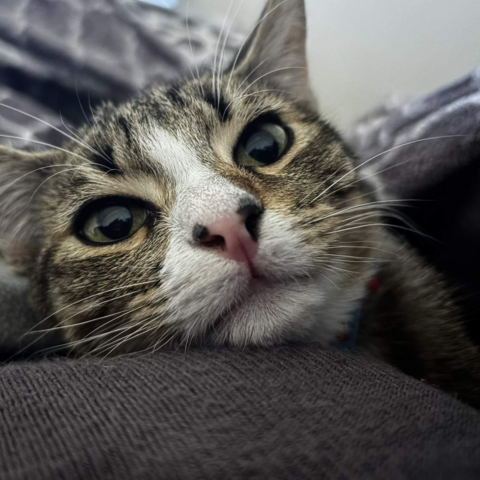 Kitty, a Adoptable Domestic Short Hair in Orange, CA image 1/4