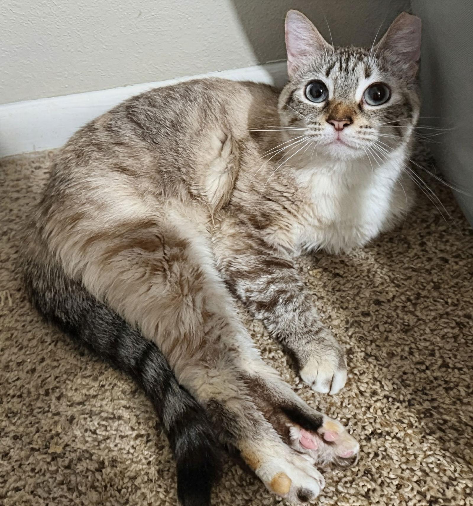 Sushi 7.28.23, Adoptable, Adult Female Domestic Short Hair.