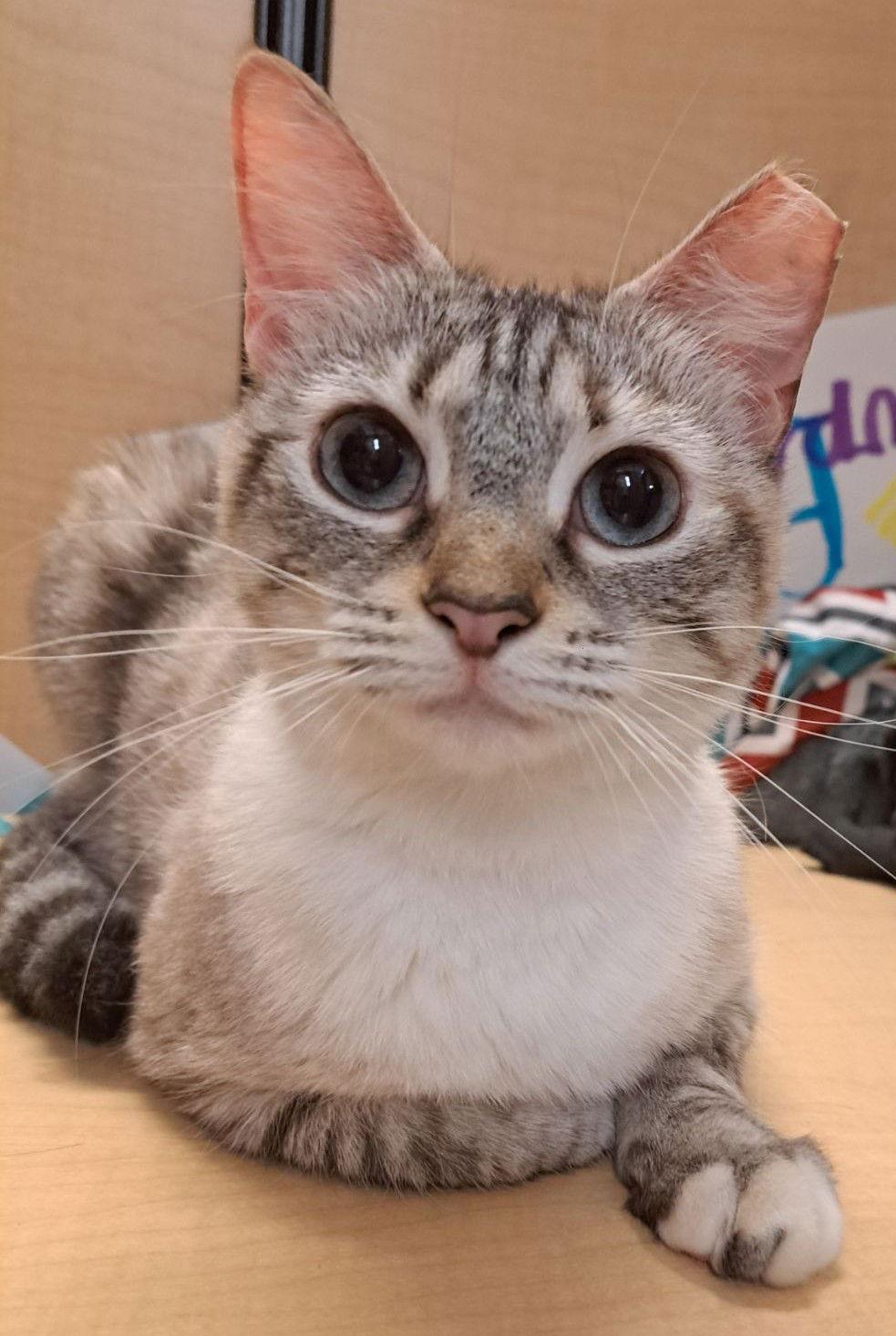 Enlarge Sushi 7.28.23, a Adoptable Domestic Short Hair in Apopka, FL image 2/2