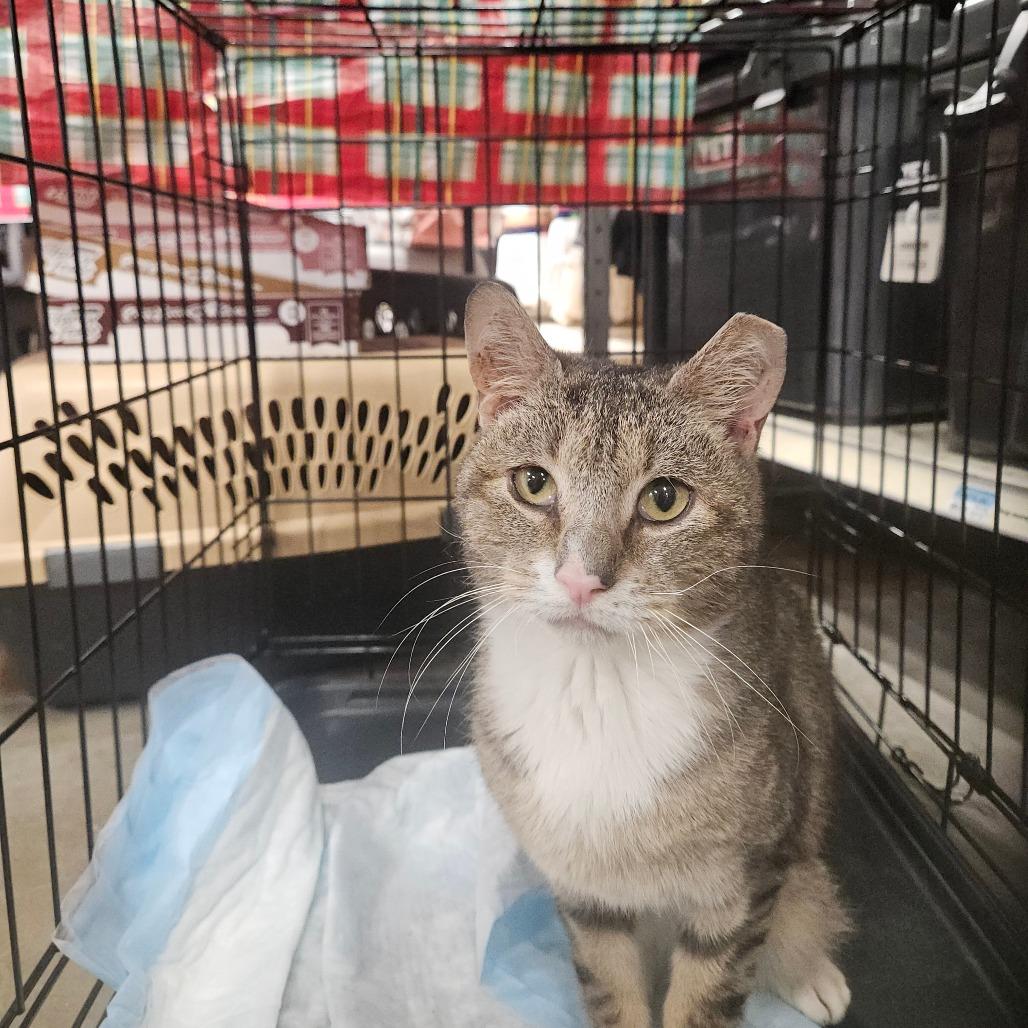 Enlarge Sunny, a Adoptable Domestic Short Hair in Ringtown, PA image 1/1