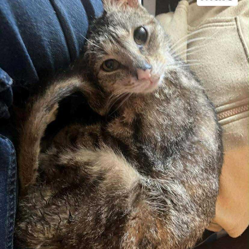 Enlarge Sunny, a Adoptable Domestic Short Hair in Ringtown, PA image 3/4