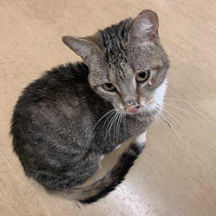 Enlarge Sunny, a Adoptable Domestic Short Hair in Ringtown, PA image 4/4