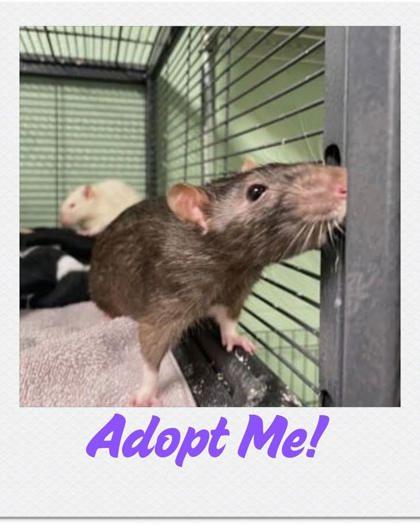 Enlarge Mason, a Adoptable Rat in Lowell, MA image 1/2