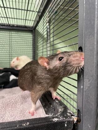 Enlarge Mason, a Adoptable Rat in Lowell, MA image 1/2