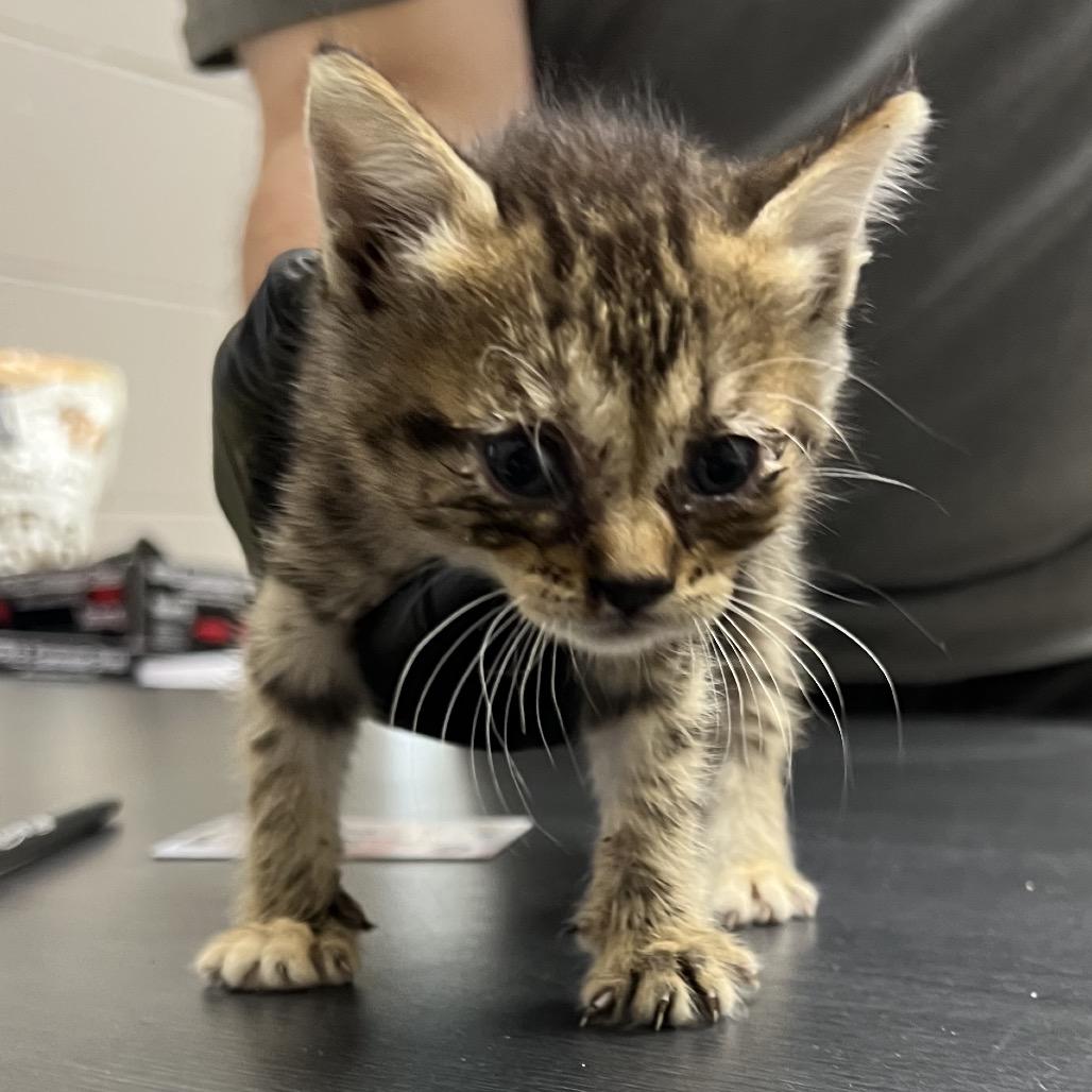Maya, Adoptable, Kitten Female Domestic Short Hair.