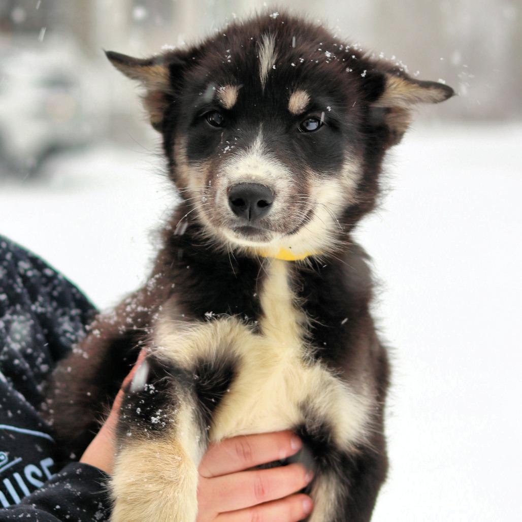 Ct Kodiak thumbnail 3