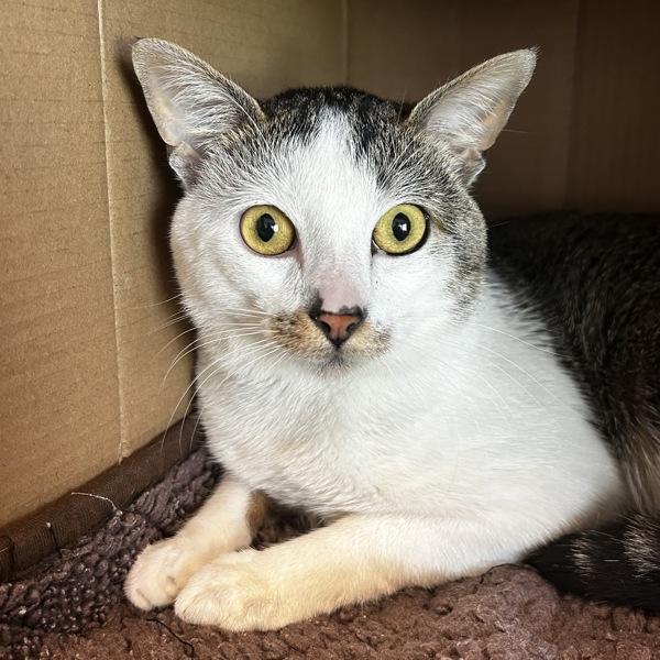 Teddy — thumbnail 3