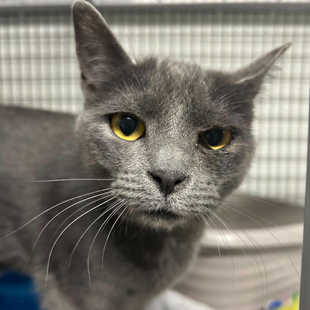 Amora (Bonded with Florian), Adoptable, Young Female Domestic Short Hair.