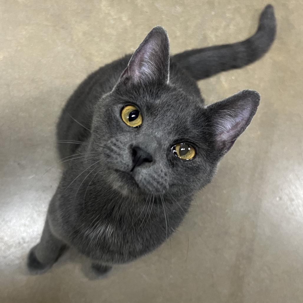 Amora (Bonded with Florian), a Adoptable Domestic Short Hair in Waynesville, NC image 2/2