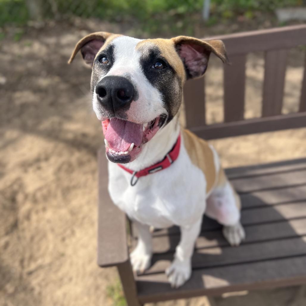 Hawkeye, Adoptable, Young Male Mixed Breed.